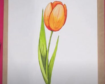 Tulip Flower Drawing Step by Step Tutorial