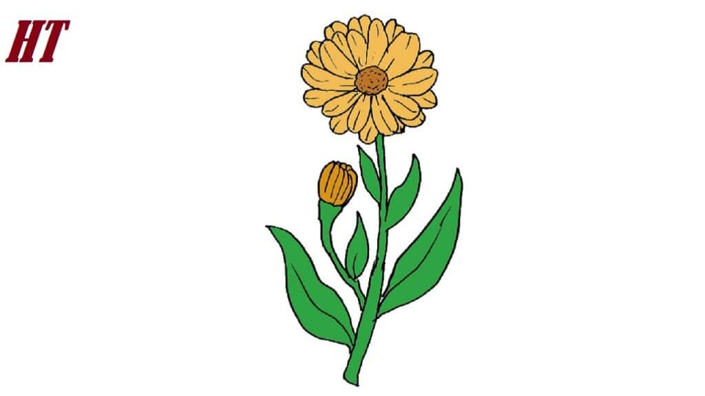 Calendula Drawing