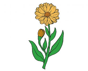 How to draw a Calendula Flower