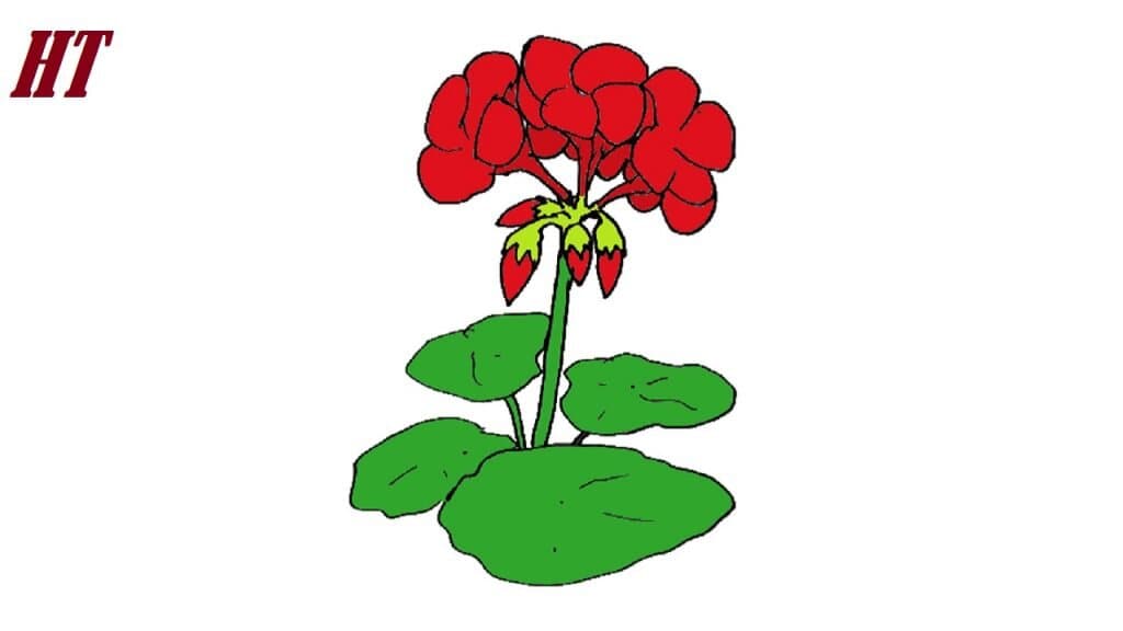 Geranium-Drawing