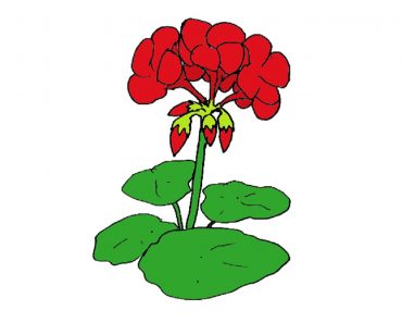How to draw a Geranium Flower