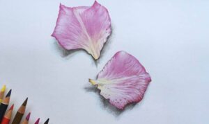 How to Draw a Rose Petal
