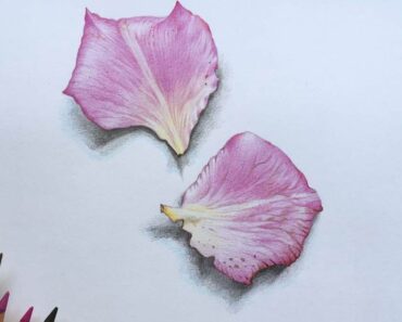 How to Draw a Rose Petal with Pencil
