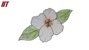 How-to-draw-a-jasmine flower