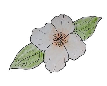 How to draw a jasmine flower Step by Step