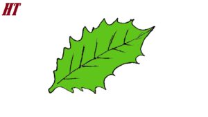 How-to-draw-a-holly-leaf
