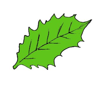 How to draw a holly leaf Step by Step