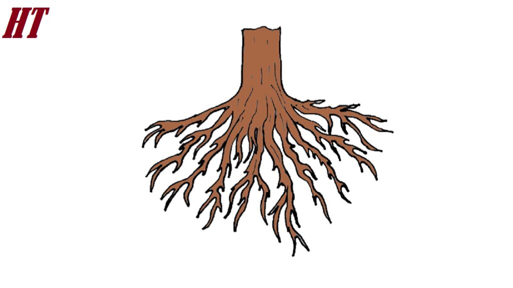 How to Draw Tree Roots Step by Step