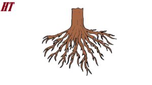 How to Draw Roots