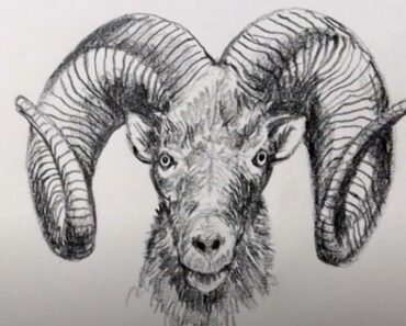 How to Draw Ram Horns Step by Step