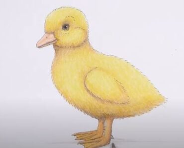 How to Draw a Duckling Step by Step