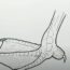 How To Draw Duck Feet Step by Step