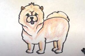 How to Draw a Chow Chow Dog