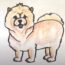 How to Draw a Chow Chow Dog