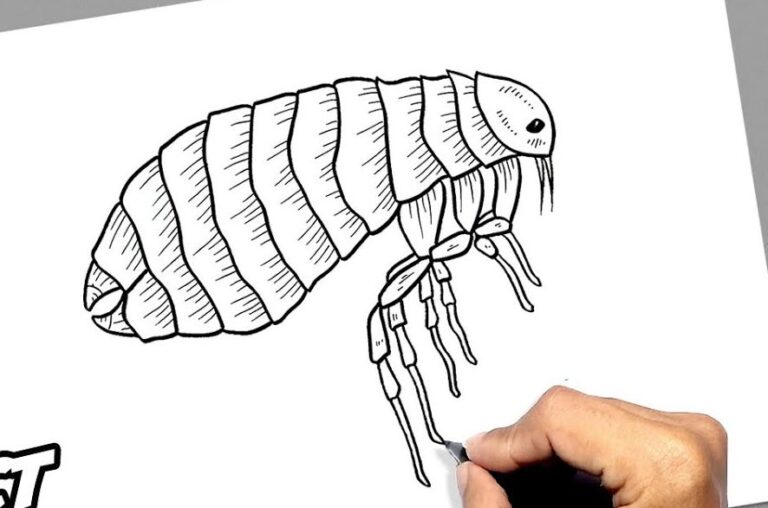 How to Draw a Flea Step by Step