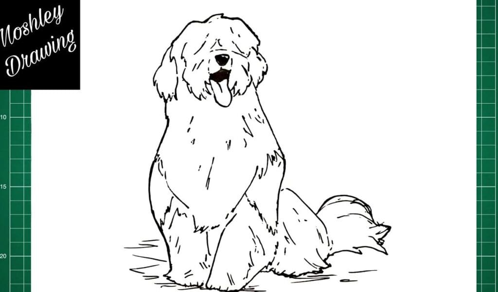 How to Draw a Sheepdog