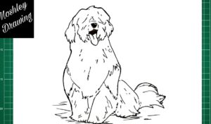 How to Draw a Sheepdog
