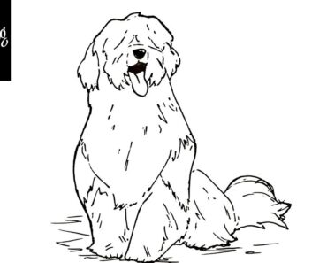How to Draw a Sheepdog Step by Step