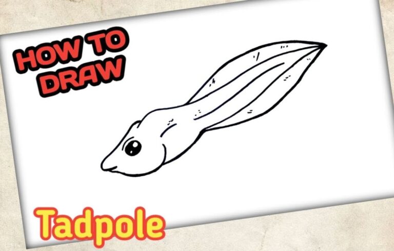 How to Draw a Tadpole Step by Step