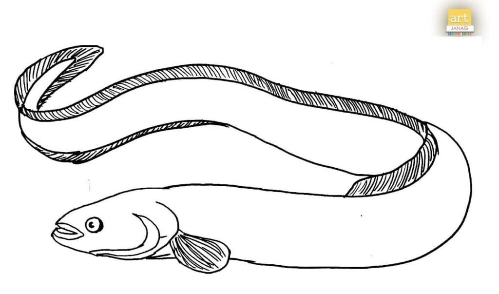 How to Draw an Eel