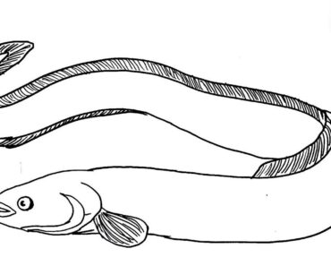 How to Draw an Eel Step by Step