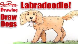 How To Draw a Labradoodle