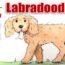How To Draw a Labradoodle Dog