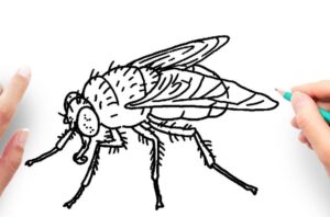 How to Draw Flies