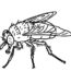 How to Draw Flies Step by Step