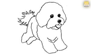How to Draw a Bichon Frise