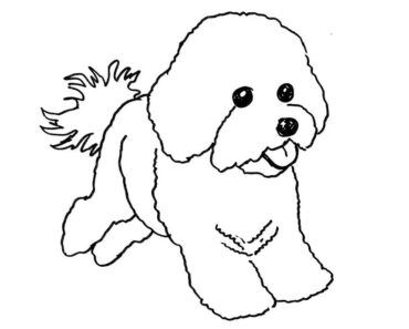 How to Draw a Bichon Frise Dog