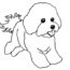 How to Draw a Bichon Frise Dog
