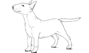 How to Draw a Bull Terrier