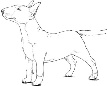How to Draw a Bull Terrier Dog
