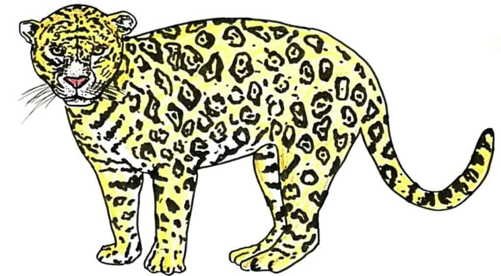 How to Draw a Cartoon Jaguar