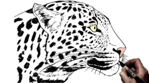 How to Draw a Leopard Head