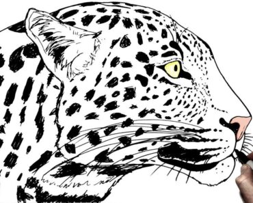 How to Draw a Leopard Head Step by Step