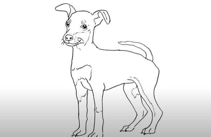 How to Draw a Miniature Pinscher