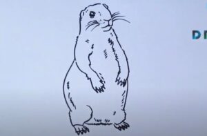 How to Draw a Prairie Dog