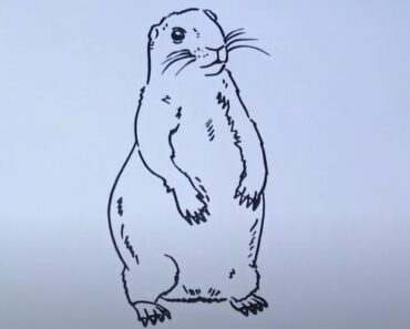How to Draw a Prairie Dog Step by Step