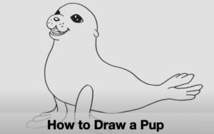 How to Draw a Seal Pup