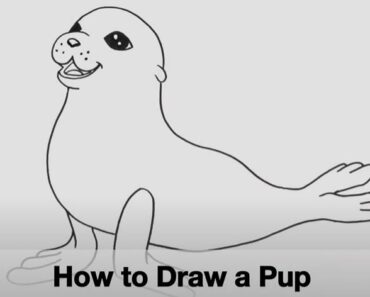 How to Draw a Seal Pup Step by Step