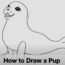 How to Draw a Seal Pup Step by Step