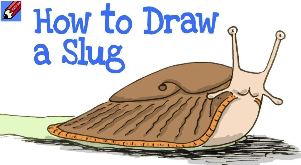 How to Draw a Slug Step by Step