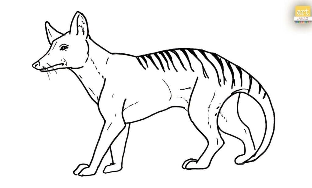 How to Draw a Tasmanian Tiger