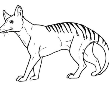 How to Draw a Tasmanian Tiger Step by Step