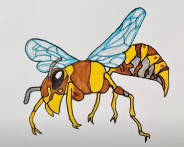 Hornet Drawing easy Step by Step