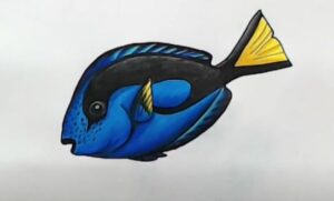 How to Draw a Blue Tang Fish