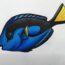 How to Draw a Blue Tang Fish