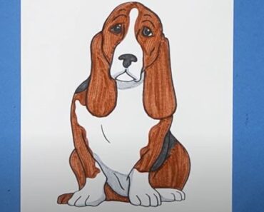 How to Draw a Hound Dog Step by Step